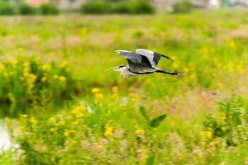 Vogel vliegt boven weide