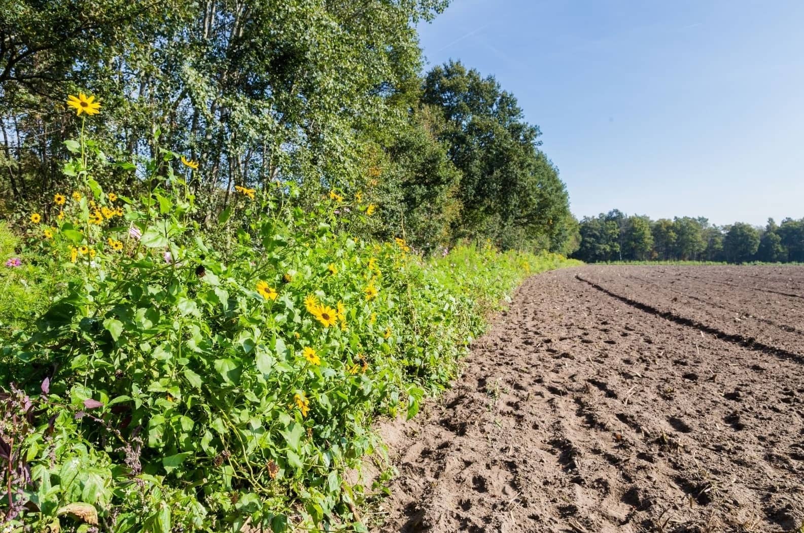 links een bloemenstrook met struiken en bomen en rechts een kale akker