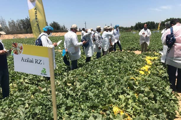 Field trial RijkZwaan