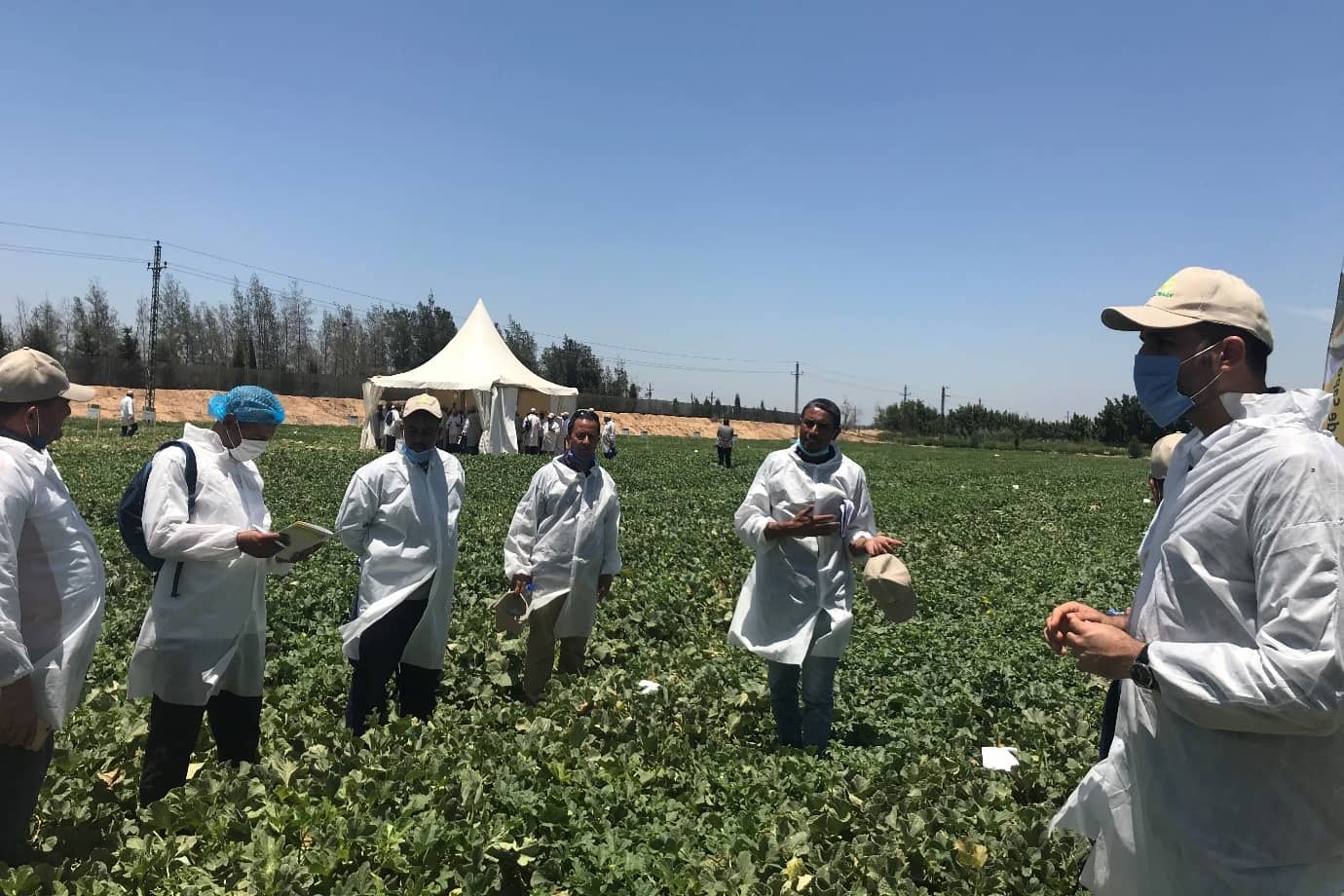 Field visit to the melon and watermelon field