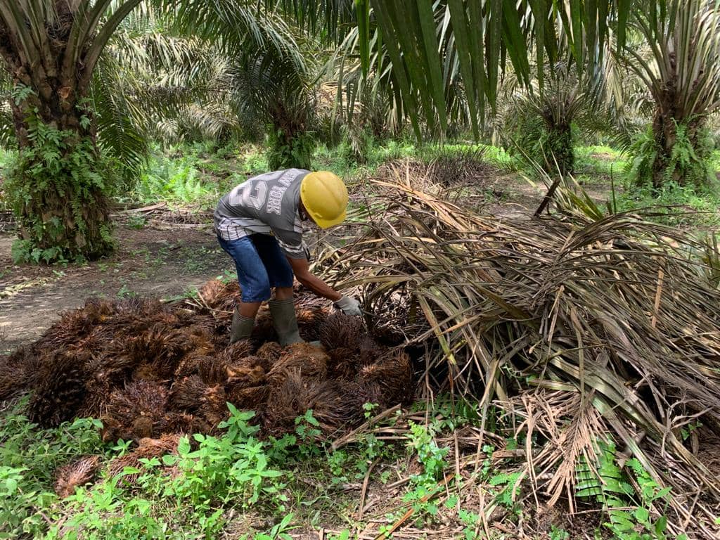 Field Visit Sustainpalm 2