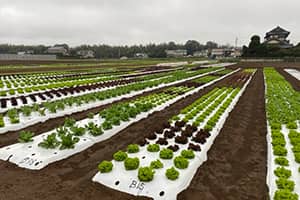 Lettuce cultivation