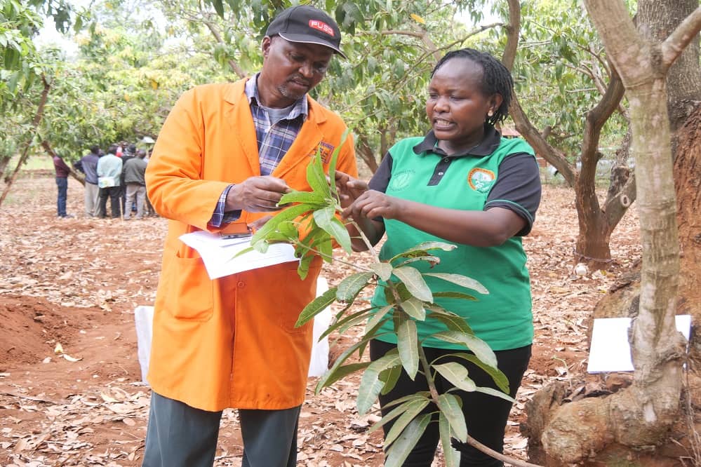 Embu Fruit Fly Management Training - image 10