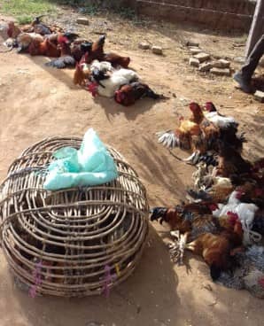 Voorbeeld van transport en verkoop van pluimvee in Kenia