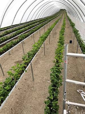 Jonge aarbeiplanten uit Nederland