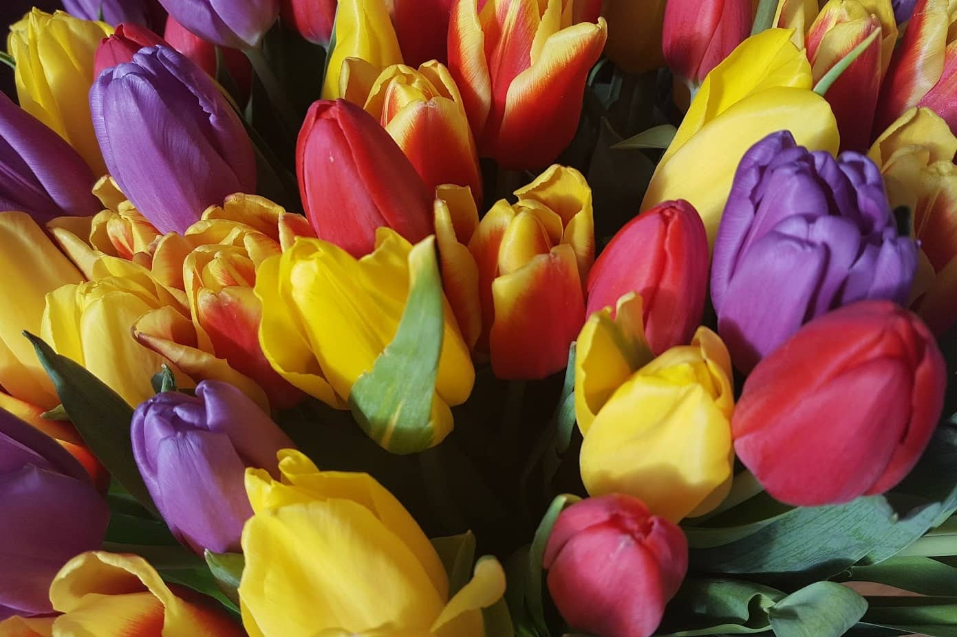 colorful tulips