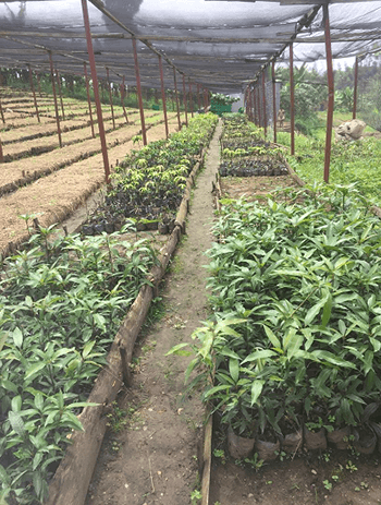 Boomkwekerij van OneAcreFund