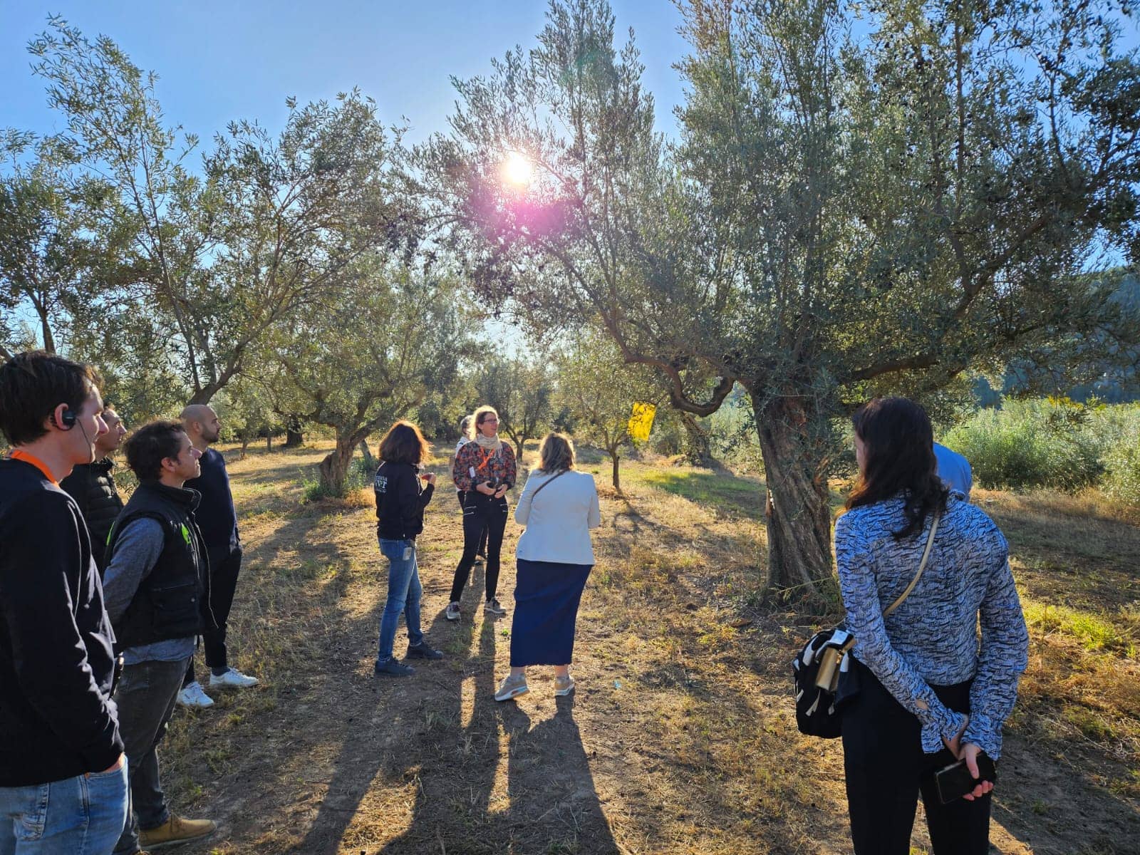 Bezoek olijfgaarden Cooperatie de Viver