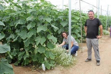 Bloeiende planten tussen de teelten