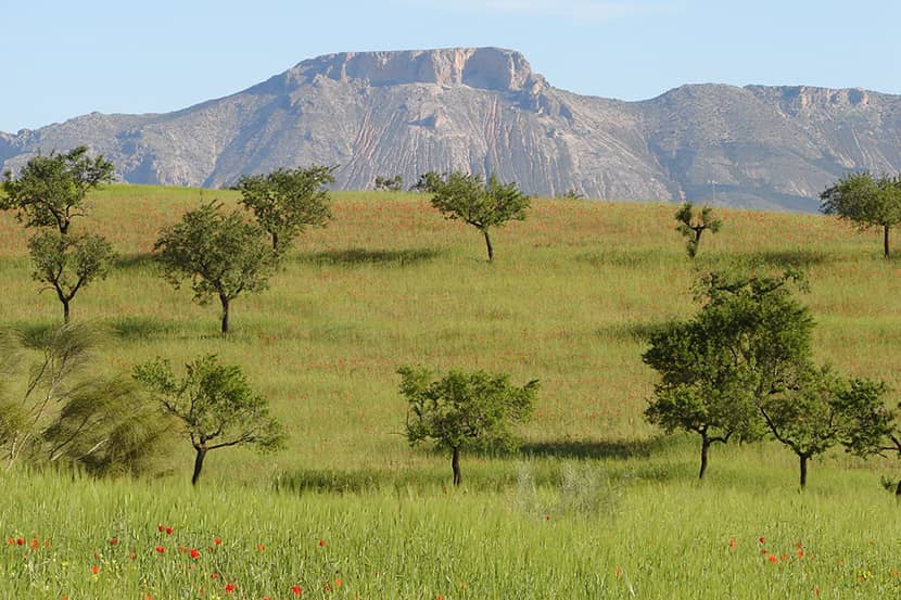 Amandelboomgaard met groenbedekker