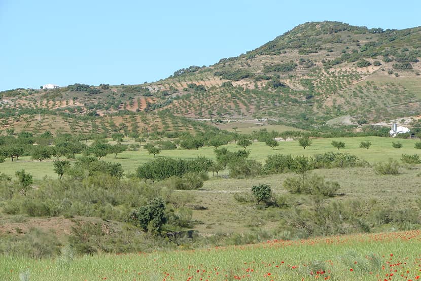 Landschap met extensieve landbouw