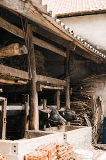 Buffalo in traditional Vietnamese farm setting
