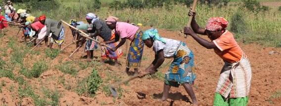 Drought drives change in agriculture for Angola | Nieuwsbericht ...