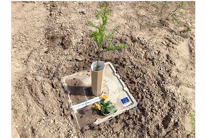invoer gat Kast Growboxx voor bomen in droge omstandigheden | Actueel | Agroberichten  Buitenland