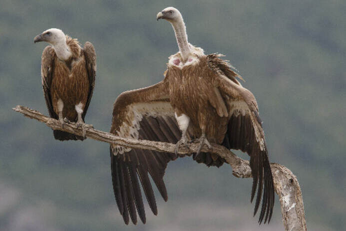 Griffon Vulture Population In Eastern Rhodope Mountains Continues To ...