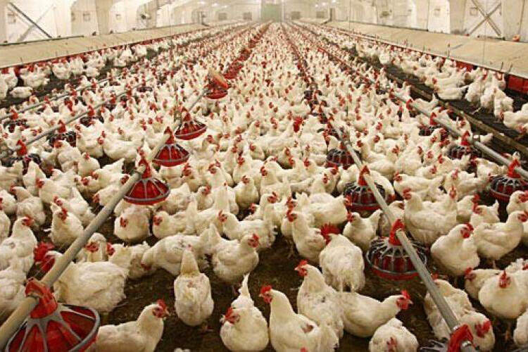 Download Update Impact Of Covid 19 On India S Poultry Sector Nieuwsbericht Agroberichten Buitenland