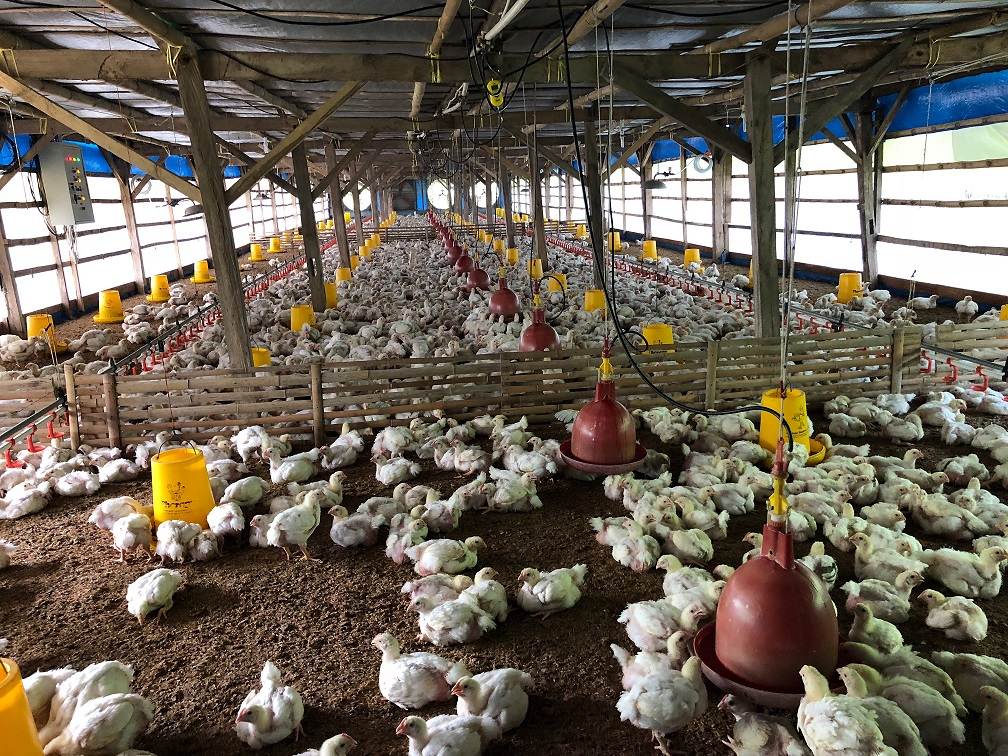 FoodTechIndonesia offers training to poultry farm managers in South