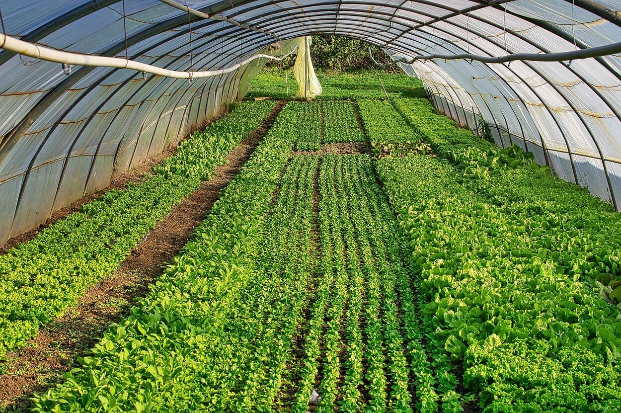 The State Of Uzbekistan Will Cover Greenhouses Up To 20% Of The Costs 