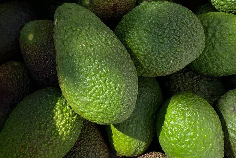 Mexico resumes its avocado exports to the USA | Nieuwsbericht ...