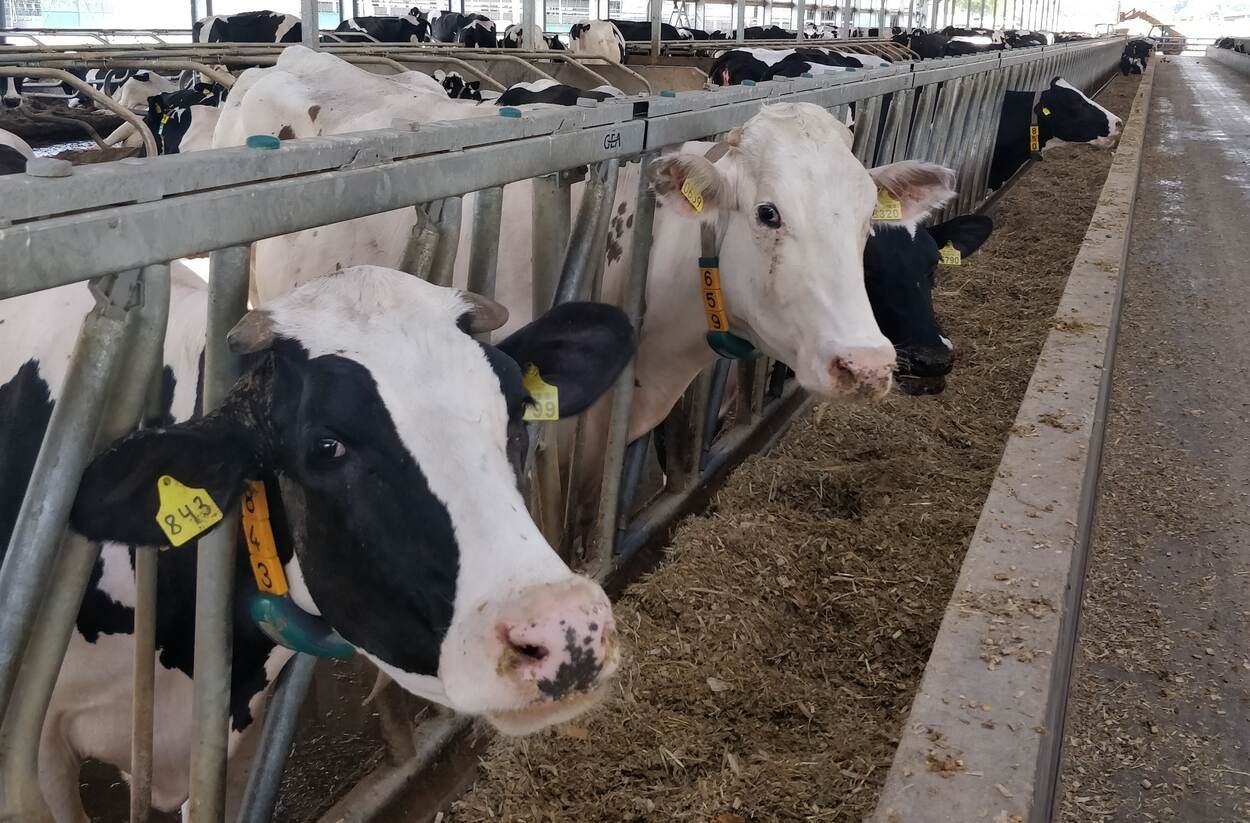 Ukraine exports breeding cattle to Kazakhstan and Uzbekistan ...