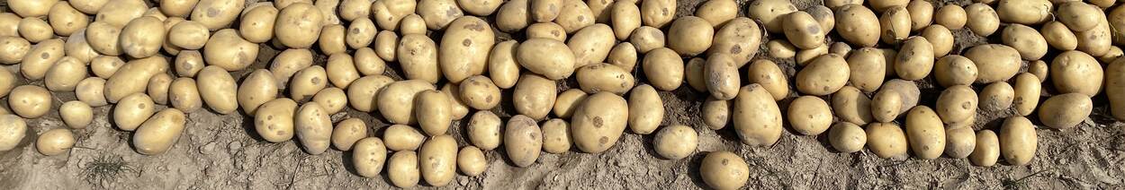 Potato Ukraine