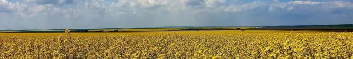 Ukrainian field