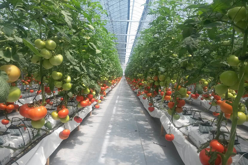 Oezbekistan: measures approved to create modern greenhouses in the ...