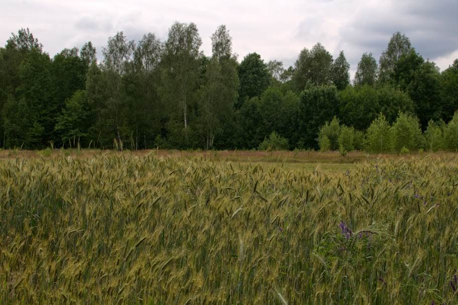 state-agricultural-land-lease-and-sale-in-poland-in-2020