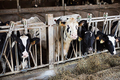 Spain: Two dairy farms shut per day in 2018 | Nieuwsbericht ...