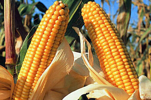 bt-maize-leads-to-an-additional-maize-production-of-1-89-m-tons-in