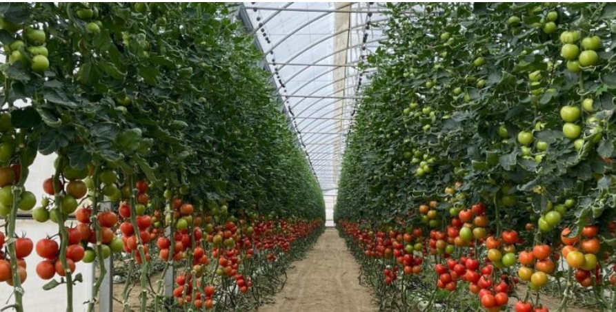 How can Spanish tomatoes face competition from Morocco and the ...