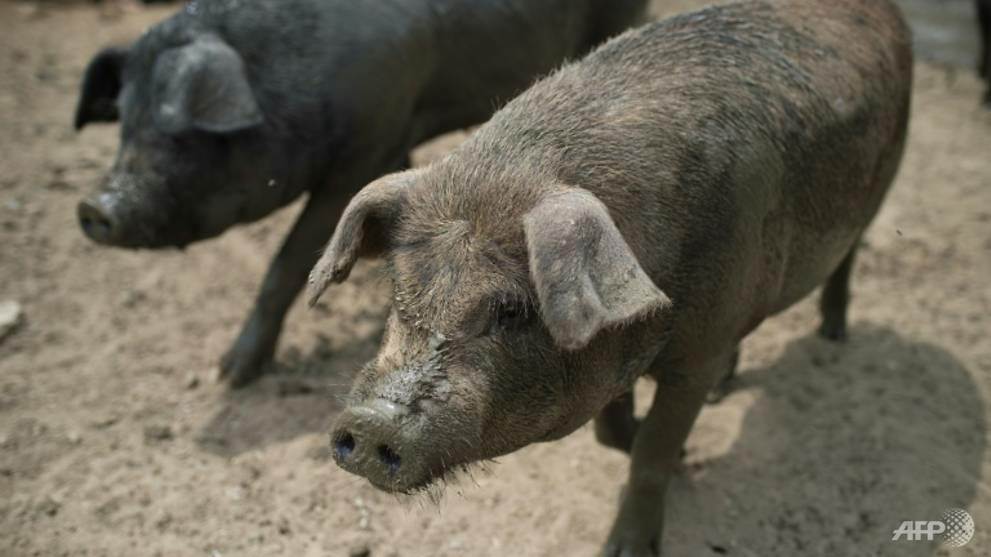 african-swine-fever-entry-feared-inquirer-news