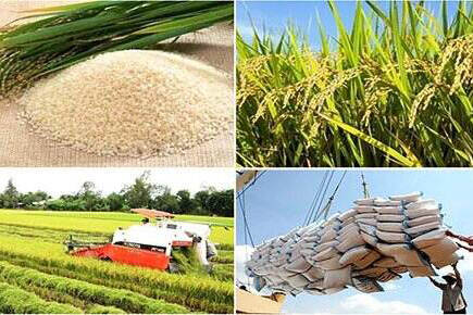 Viet Nam earns $1.73 billion from rice exports in first seven months ...