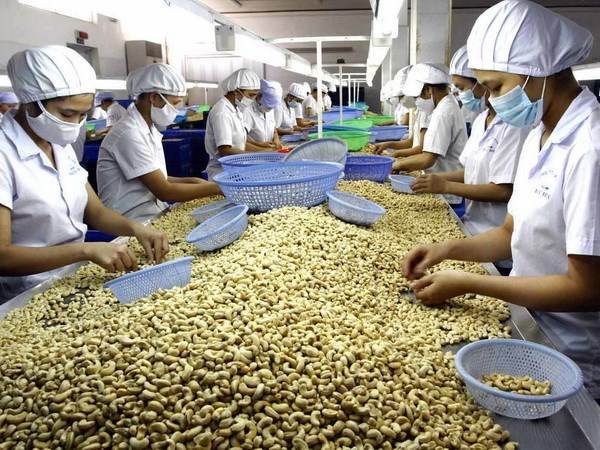 exporters of cashew nuts