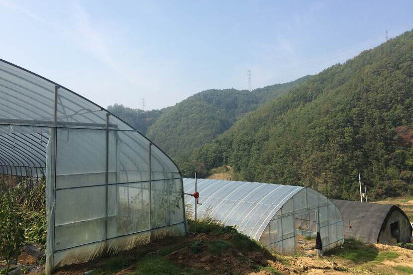 Greenhouse in South Korea | Nieuwsbericht | Agroberichten Buitenland