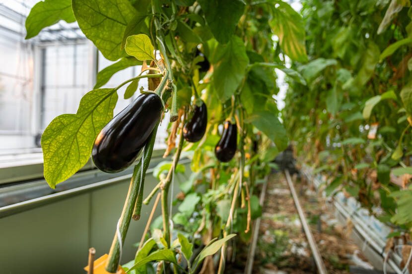Eggplant horticulture