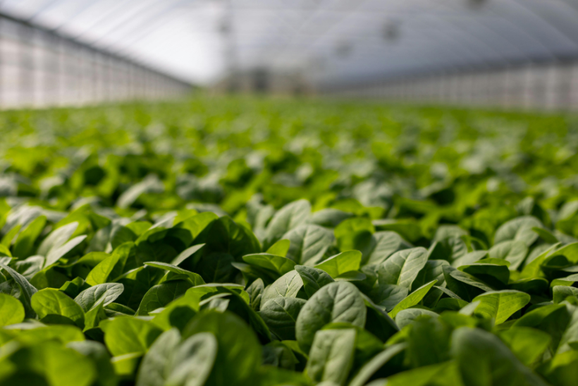 crops in greenhouse