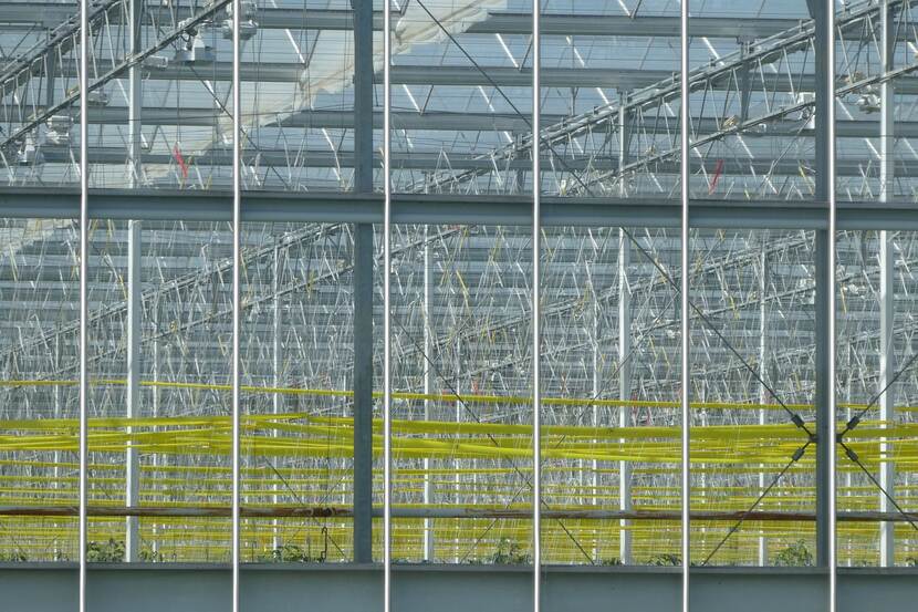 Picture taken through window of a greenhouse