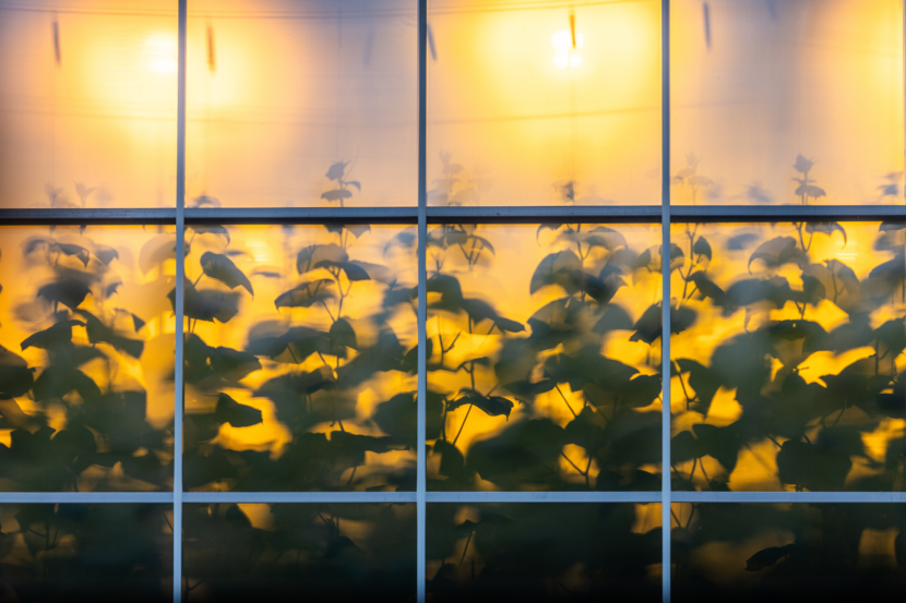 Shadow of flowers outside greenhouse with yellow light