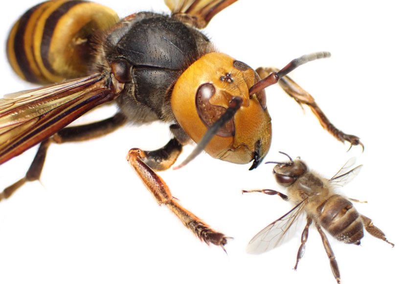 Grote aziatische hoornaar met een kleinere gewone bij staan neus aan neus tegenover elkaar