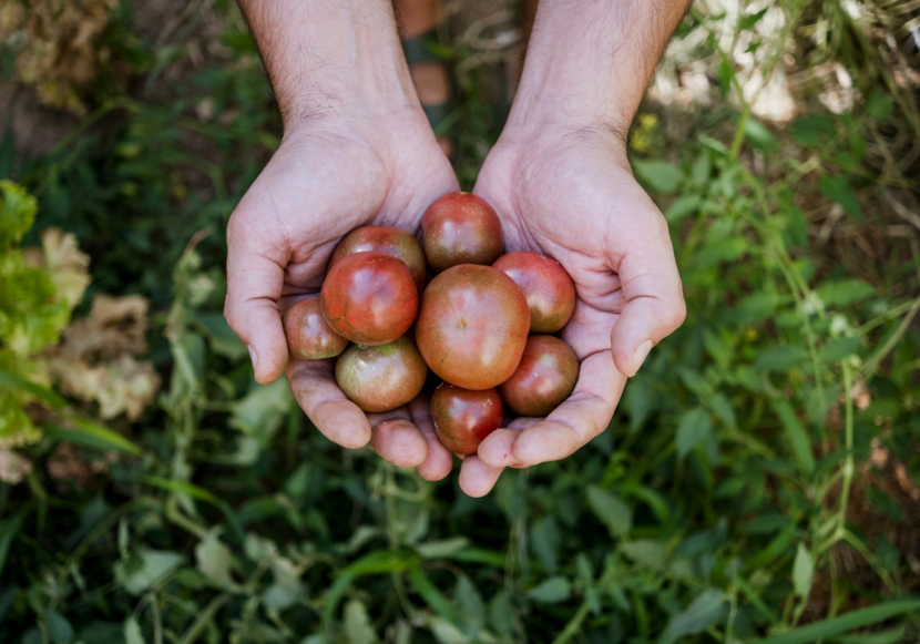 Twee handen zijn tegen elkaar opengevouwen en houden 9 groen-rode tomaten vast. Op de achtergrond is er wat groen onkruid, gras en groenten.