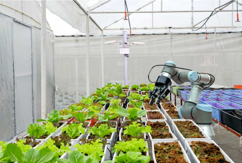 Robot aan het werk met sla plantjes in een kas