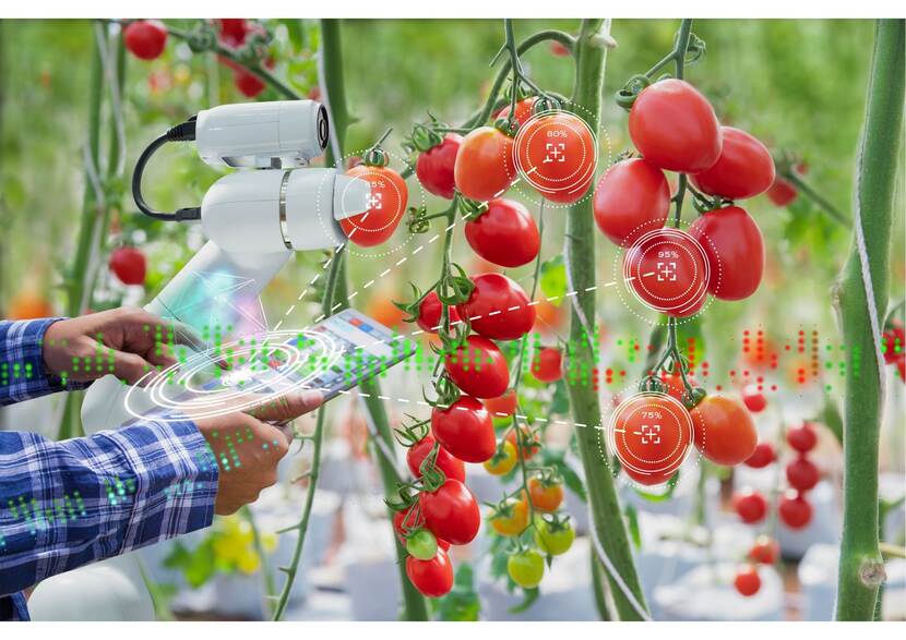 man houdt een tablet naast een tomatenplant vast en naast de man scant een robot de tomatenplant