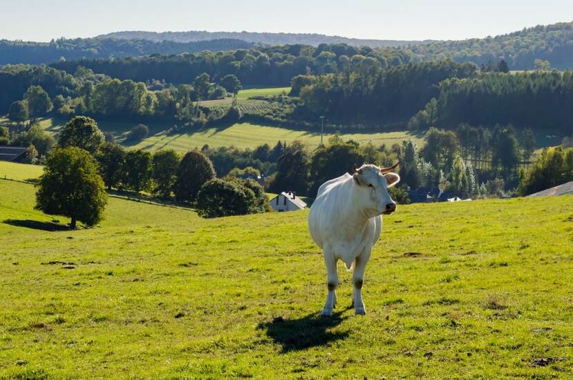 Witte koe in een weiland tegen een achtergrond van glooiende heuvels met bossen