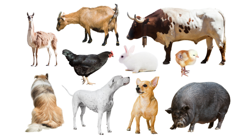 Fotocollage van verschillende boerderijdieren