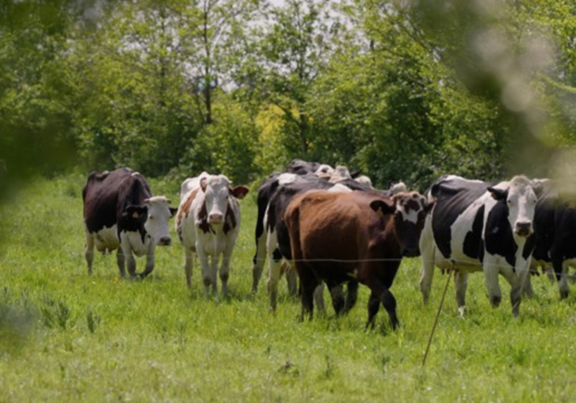 Koeien die door een weide omgeven door bomen lopen