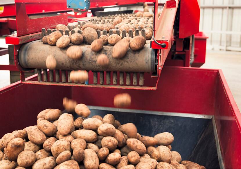 Rode machine met lopende band waar aardappels van af vallen in een bak