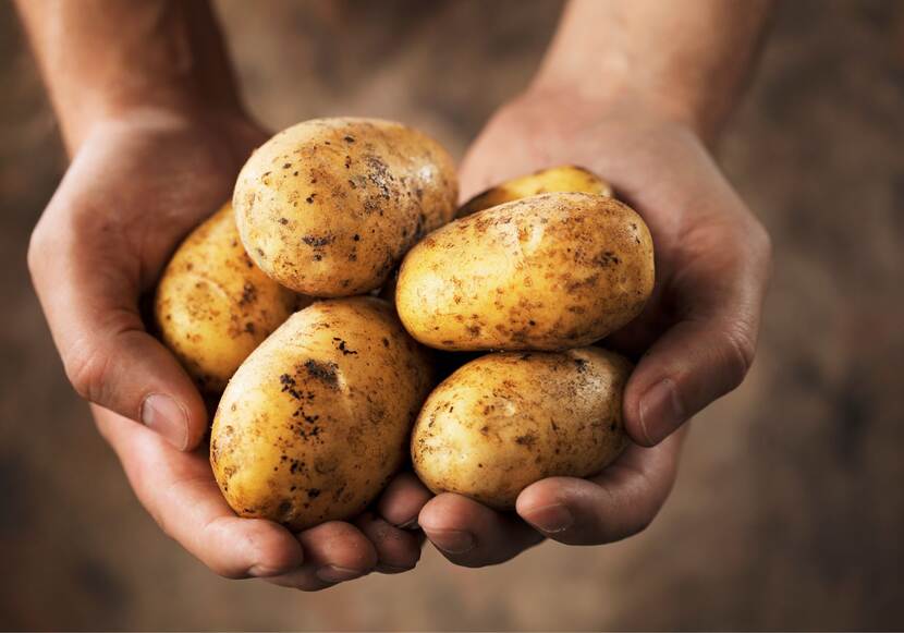 Twee handen die 5 aardappelen vasthouden