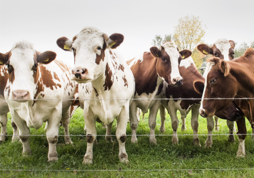 4 bruin-witte koeien die in een weiland achter prikkeldraad staan en naar de fotograaf kijken