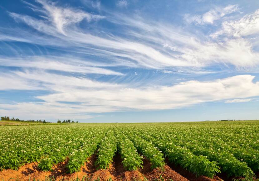 Een akker met daarop de groene aardappelplanten op verhoogde rugbedden en daar boven een blauwe lucht met witte wolken